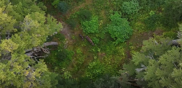 Staza Iditarod na Aljasci nudi prekrasan pogled na krda karibua u prirodnom staništu