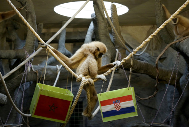 Gibon Kent ponovo favorizirao Hrvatsku u utakmici protiv Maroka