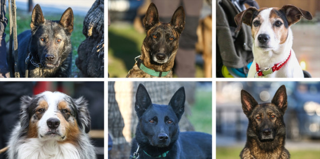 Psi tragači velika pomoć spasiocima, a nada ljudima pod ruševinama