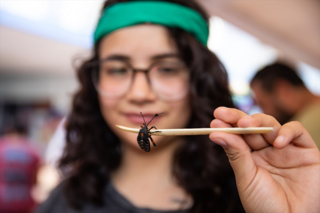 Festival hrane od insekata u Meksiku