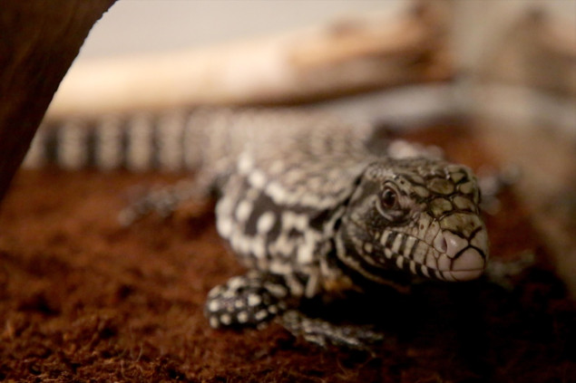 Hrvatska: Izložba 'Reptilomanija' posjetiteljima će predstaviti šezdesetak vrsta gmazova