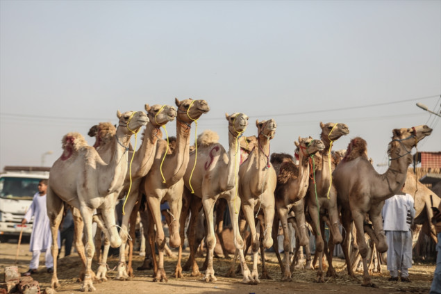 Egipat: Gužva na najvećoj pijaci kamila na Bliskom istoku