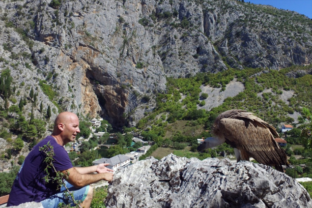 'Novi val' namjerava reintroducirati bjeloglavog supa u Hercegovini