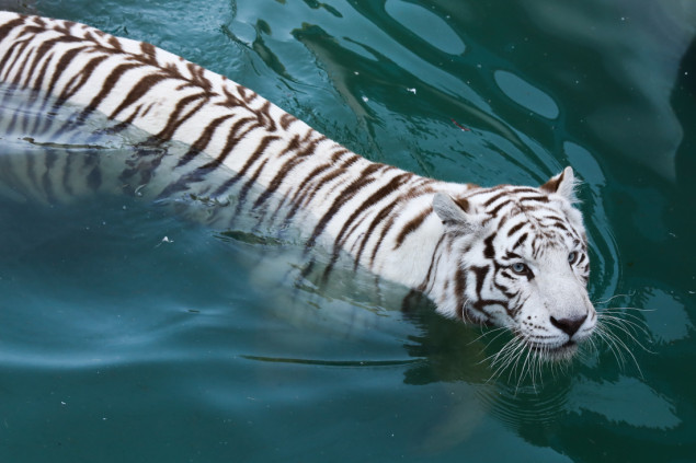 U zoološkom vrtu u Poljskoj otvoren bazen za bengalske tigrove
