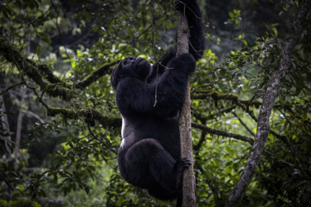 Uganda: Nacionalni park Bwindi dom stotinama planinskih gorila