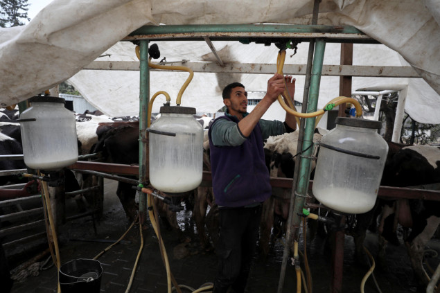 Palestinac Abu Ajwa, jedini proizvođač mlijeka na sjeveru Pojasa Gaze