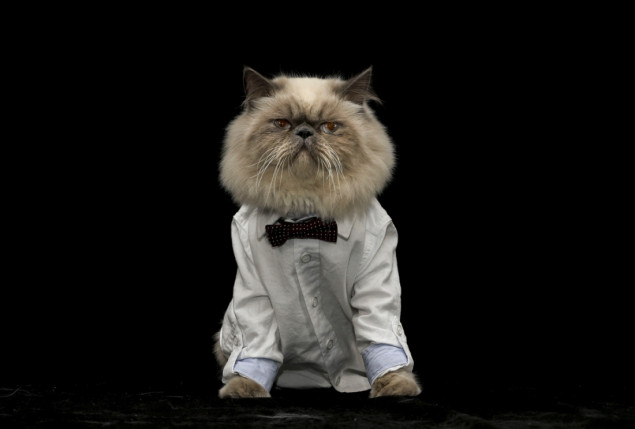 Danas se obilježava Međunarodni dan mačaka