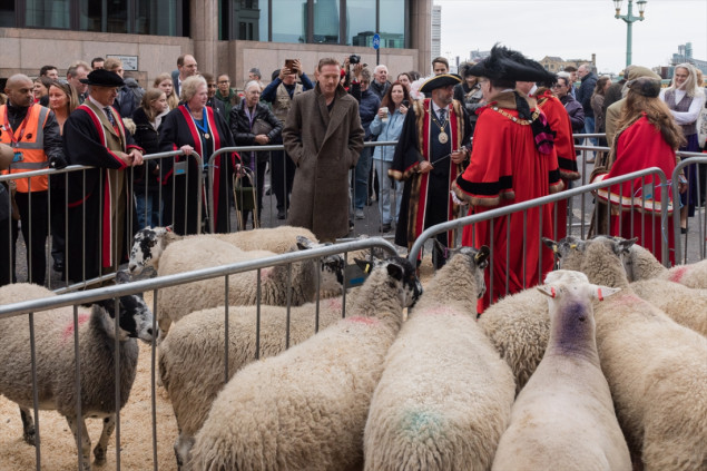Tradicionalna šetnja ovaca u Londonu