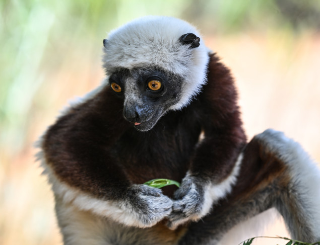 Lemuri, simbol Madagaskara
