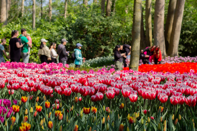 Otvoren Keukenhof, jedan od najvećih vrtova tulipana u svijetu
