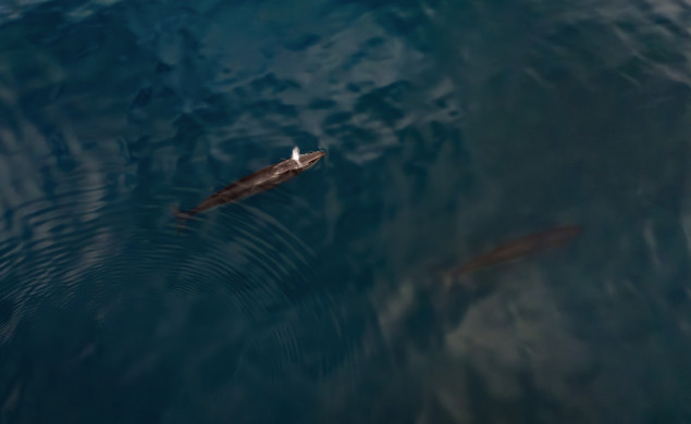 Turski naučnici na Arktiku zabilježili kretanje rijetkih kitova Sei