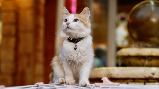 Libijski hotel za mačke s luksuznim uslugama