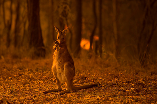 Šokantan izvještaj: Australijska flora i fauna pod sve većom prijetnjom