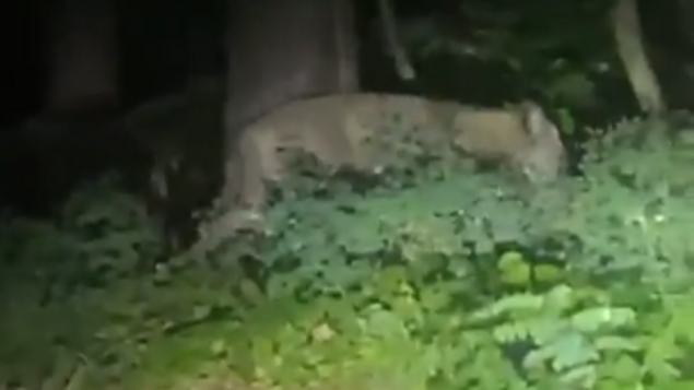 Vlasti u Njemačkoj povukle uzbunu zbog lavice, nisu pronašle dokaze da ona postoji