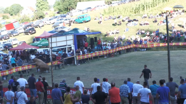 Bikovi na koridi kod Olova probili zaštitnu ogradu, jedna osoba povrijeđena