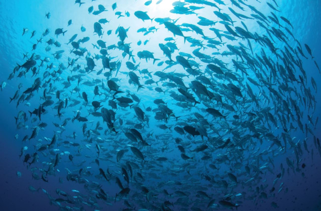 UN usvojio Sporazum o očuvanju bioraznolikosti otvorenog mora