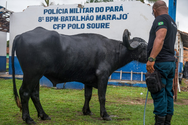 Na brazilskom ostrvu Marajo policija patrolira sa bivolima