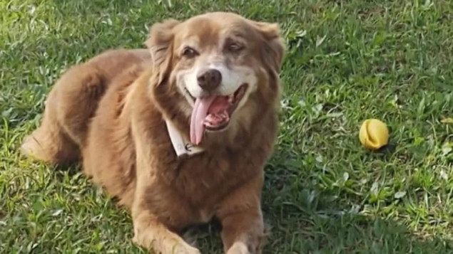 Pas koji je 10 godina živio pored groba vlasnika inspirisao novi zakon u Brazilu