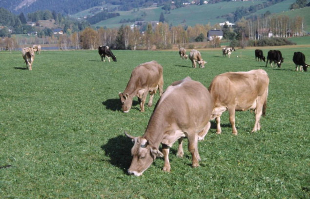 Nestašica vode dovodi austrijsku poljoprivredu u probleme