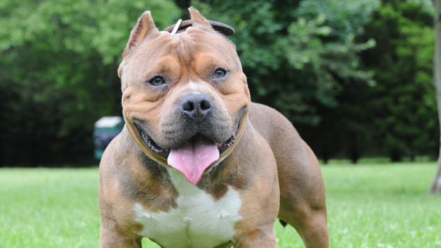 U Irskoj 23-godišnja žena umrla od posljedica napada psa 'Bully XL'