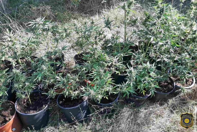 U Čapljini uhapšena jedna osoba, pronađeno 28 stabljika Cannabisa