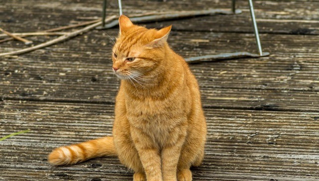 Neobična presuda u Francuskoj: Vlasnica mačka kažnjena jer joj se ljubimac šetao po komšiluku