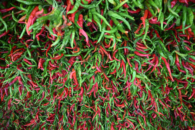 Počela sezona branja i sušenja čuvenih čili paprika u Turskoj