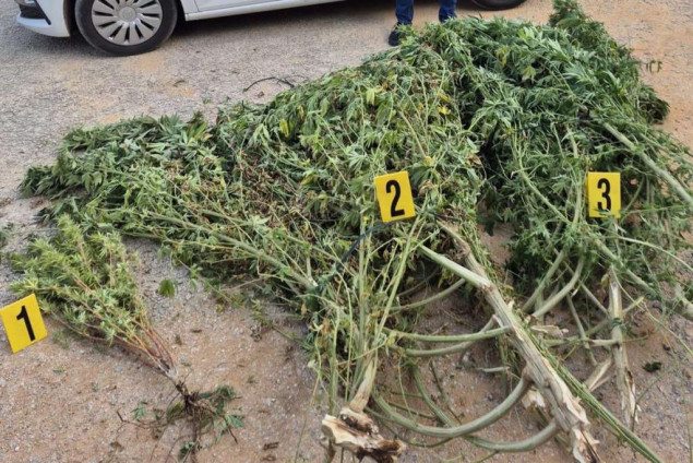 U plasteniku u Čitluku pronađeno oko 50 kilograma marihuane