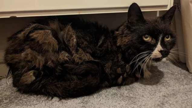 Britanka pronašla mačku 11 godina nakon što je prijavila njen nestanak