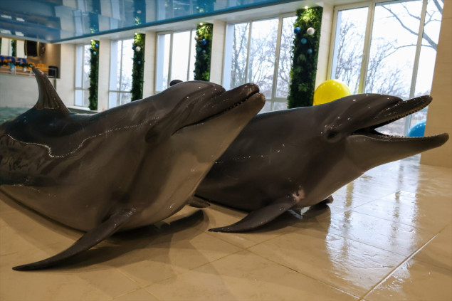 U Harkov se vratili delfini koji su bili evakuisani u Odesu