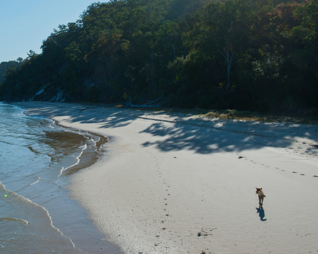 Smrt na rajskom otoku: Tijelo mlade žene pronađeno među čoporom dingoa