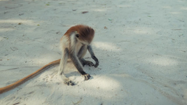 Japanska policija u potrazi za majmunom koji napada ljude