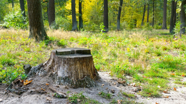 Poljacima dozvoljeno da iz šuma prikupljaju drva za ogrjev zbog poskupljenja energenata