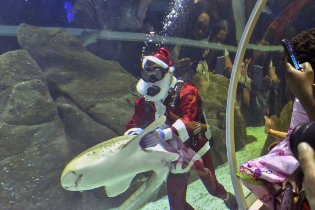 Ronilac Djed Mraz hranio ajkule u Rio de Janeiru