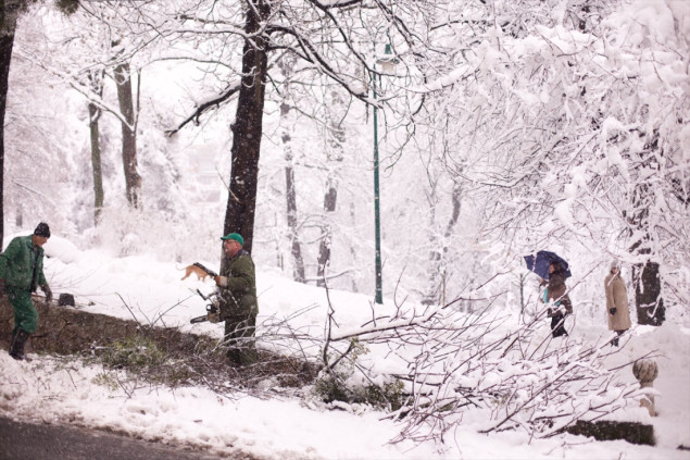 Snijeg oštetio stabla na nekoliko lokacija u KS