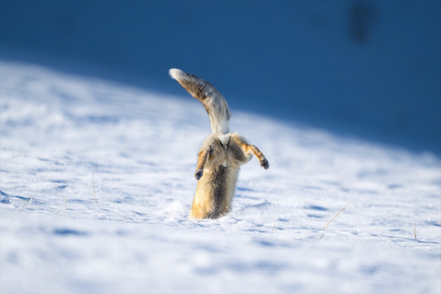 Lisice probijaju snijeg - Potraga za hranom u Karsu