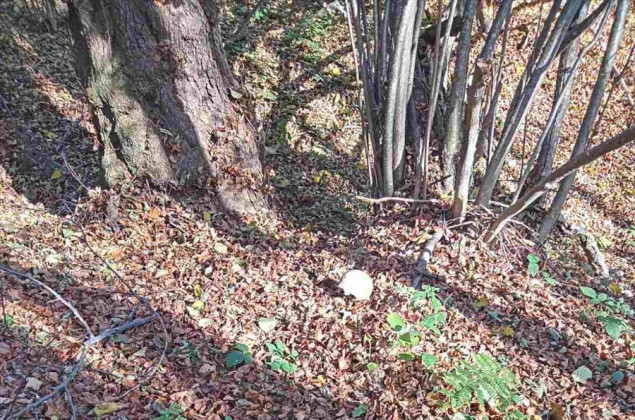 Posmrtni ostaci najmanje dvije žrtve ekshumirani na području Bratunca i Srebrenice