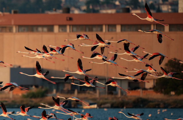 Delta Gediz, utočište flamingosa u turskom Izmiru