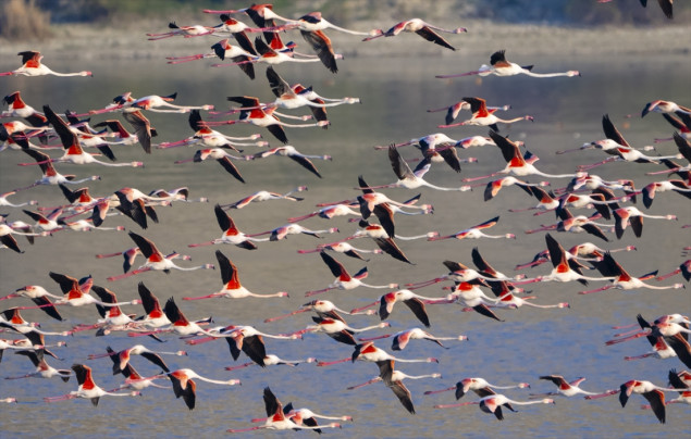 Hiljade flamingosa na jezerima nadomak Ankare