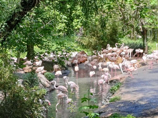 U Mumbaiju zabilježeno uginuće najmanje 39 flamingosa nakon što je na njih naletio avion