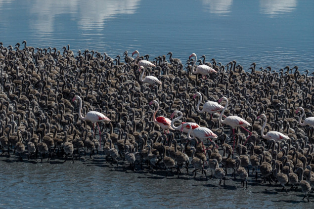 Flamingosi na jezeru Tuz: Hiljade mladunaca u jednom od najvažnijih močvarnih ekosistema Turske