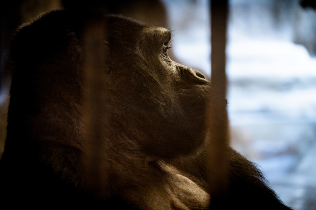 Zoološki vrt u Bangkoku na udaru kritika aktivista za zaštitu životinja