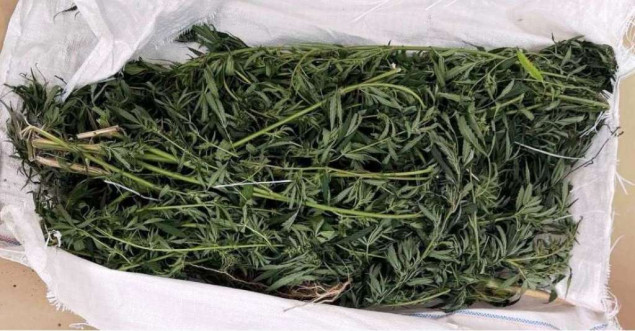 U Gradačcu pronađeno 23 kilograma marihuane, uhapšena jedna osoba