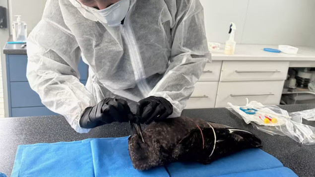 Australija potvrdila prvi slučaj ptičije gripe H5N1 kod domaće morske ptice