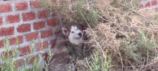Izgubljeni haski izazvao paniku u Namibiji
