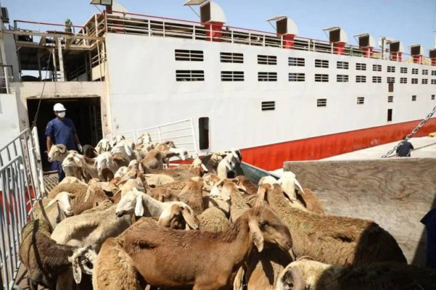 U Sudanu više od 15.000 ovaca udavilo se u brodolomu