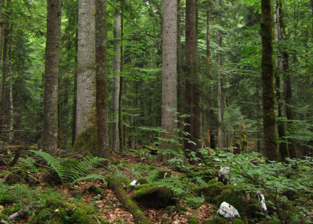 Aarhus tužio Vladu FBiH zbog prenamjene šumskog zemljišta u građevinsko