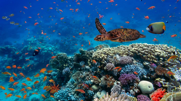 Zemlje UN-a postigle dogovor o zaštiti biodiverziteta na otvorenom moru