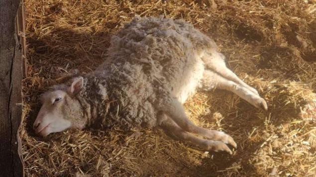 Divlji psi ponovo napali stado ovaca u Trnjacima kod Brčkog