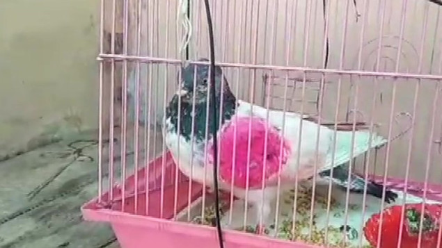 U Indiji oslobođen golub prethodno osumnjičen za špijunažu